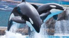 "¡Alguien ayúdeme!": el aterrador grito de auxilio de una entrenadora al ser atacada por dos orcas | VIDEO