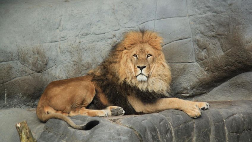 Horror en zoológico: un hombre fue devorado por leones tras intentar robar uno de sus cachorros