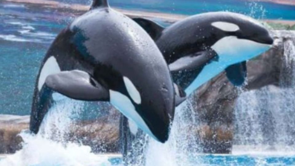 Anteriormente, los realizadores de 'Blackfish' sugirieron que las orcas sufren daños psicológicos y se vuelven agresivas debido al cautiverio