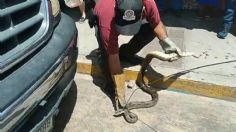 ¡Ay, la culebra! Capturan a serpiente en Oaxaca que se escondía en el cofre de un coche | FOTOS