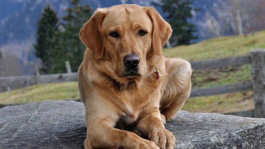 3 razas de perros a las que no se les puede cortar el pelo por esta razón