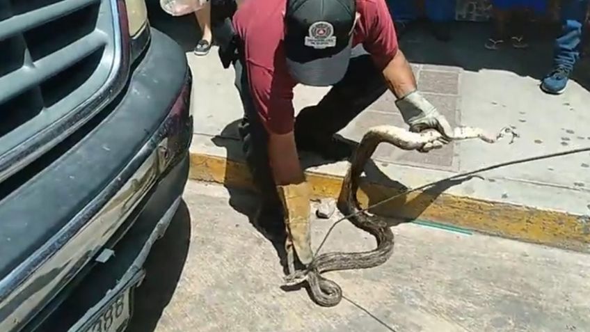 ¡Ay, la culebra! Capturan a serpiente en Oaxaca que se escondía en el cofre de un coche | FOTOS