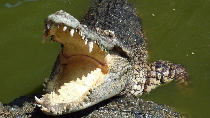 Cocodrilo gigante muerde a una niña de 8 años en Tamaulipas