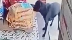 ¡Solo tenía hambre! perrito roba costal de croquetas y se vuelve viral tras captarlo en plena acción