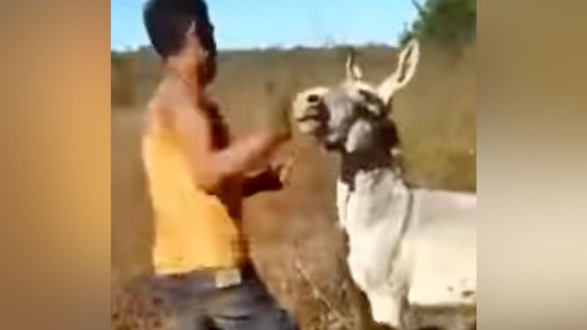 VIDEO | ¿Karma? burro mordió ferozmente la pierna de un hombre que lo pateó y golpeó