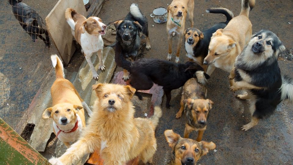 Número de animales descuidados creció 24% en un año; culpan a la crisis económica