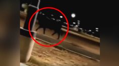 Vecinos captan a manada de toros deambulando en calles de Nuevo León | VIDEOS