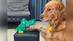 VIDEO | ¡Encantador! perrito se divierte con juego de mesa y enternece las redes