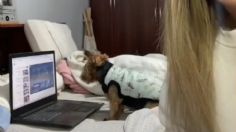 VIDEO | Perrita sorprende con su habilidad para usar la computadora y reproducir videos