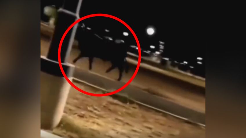 Vecinos captan a manada de toros deambulando en calles de Nuevo León | VIDEOS