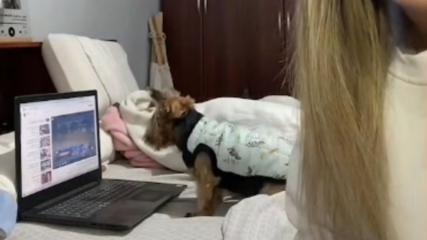 VIDEO | Perrita sorprende con su habilidad para usar la computadora y reproducir videos