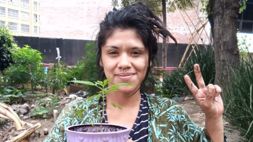 Plantón 420: la esquina en el corazón de México donde se planta y fuma marihuana libremente