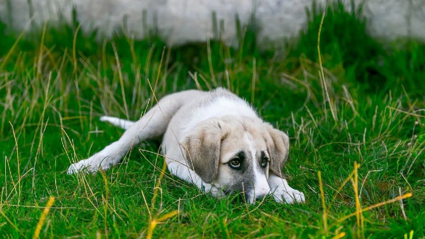 “Se me fue la mano”: hombre confesó haber apedreado a perrito hasta matarlo