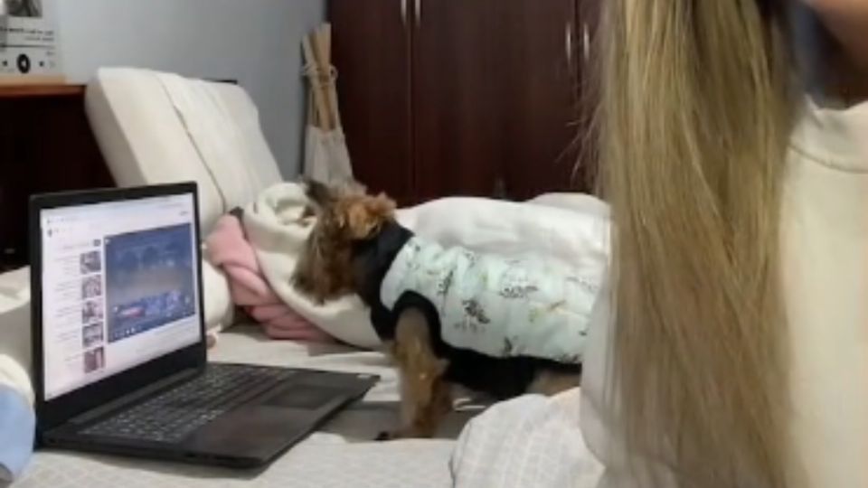 La perrita sabe usar el control, la computadora y la tablet