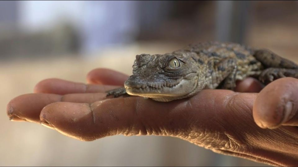 El reptil fue encontrado en la comunidad de Bellavista