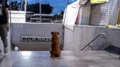 "Hachiko de La Raza": la historia del perro que espera a su dueña fuera del Metro, pero ella no llegará | FOTO