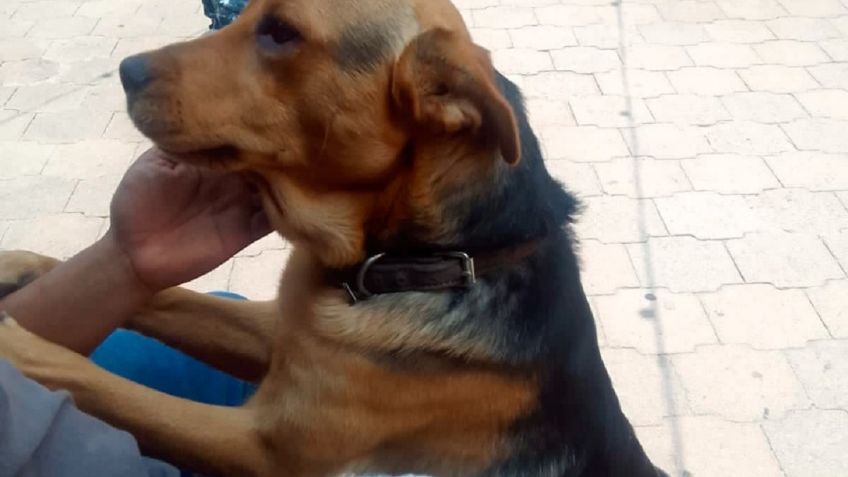 Perrito maltratado en el Lienzo Charro de La Villa recibe atención veterinaria