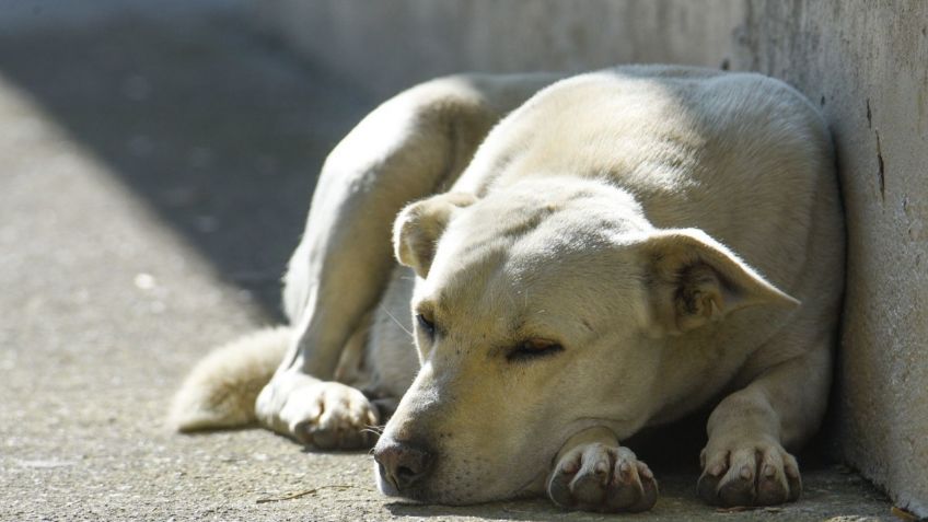 Gobierno del Estado de México reprueba cualquier tipo de violencia y maltrato contra animales