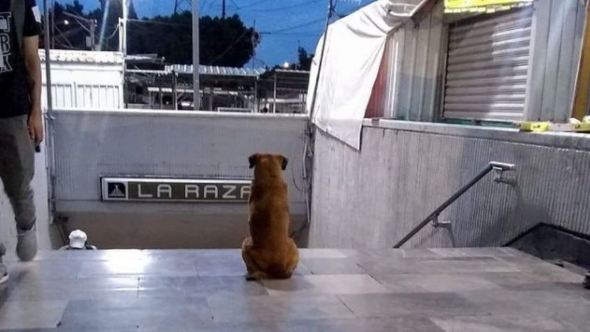 "Hachiko de La Raza": la historia del perro que espera a su dueña fuera del Metro, pero ella no llegará | FOTO