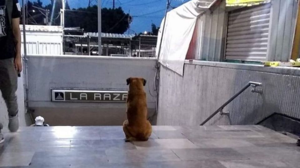 El perrito pasa día y noche al pie de la entrada de la estación La Raza