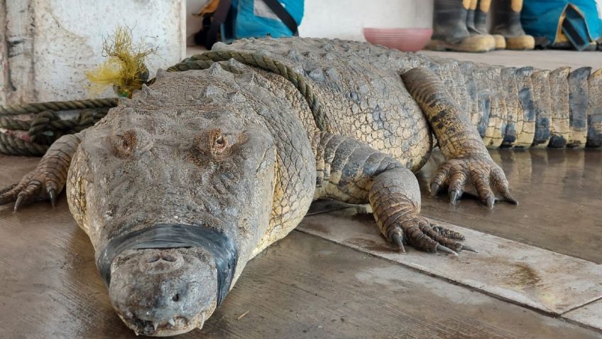 Habitantes de Tamaulipas se alimentan de cocodrilos moreleti; especie protegida por la Semarnat