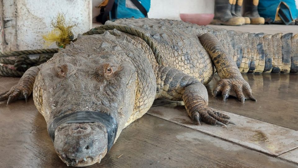 También comentó que en alguna ocasión probo la carne de cocodrilo