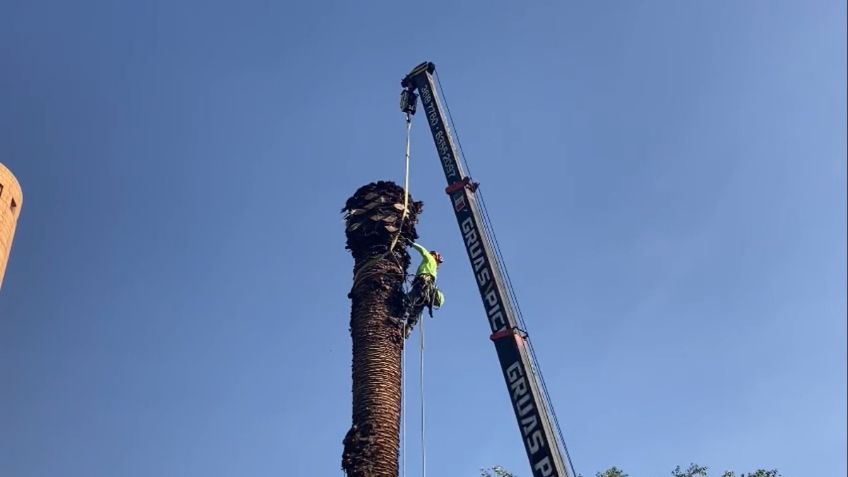 La Sedema ha retirado 400 palmeras enfermas o muertas en cuatro alcaldías