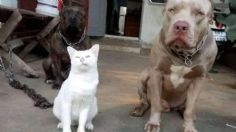 El "gato pitbull" se hace viral por su actitud altanera y mirada retadora | VIDEO