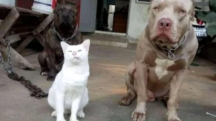 El "gato pitbull" se hace viral por su actitud altanera y mirada retadora | VIDEO