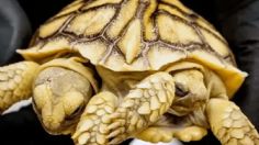 Suerte: nace tortuga de dos cabezas, seis patas y dos colas que puede vivir 150 años