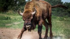 Un bisonte mata a su dueño, huye a la carretera y ataca a un policía, un vecino lo termina sacrificando