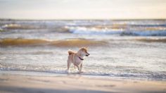 La playa donde cinco perros fallecieron misteriosamente tras dar un paseo; investigan posible envenenamiento