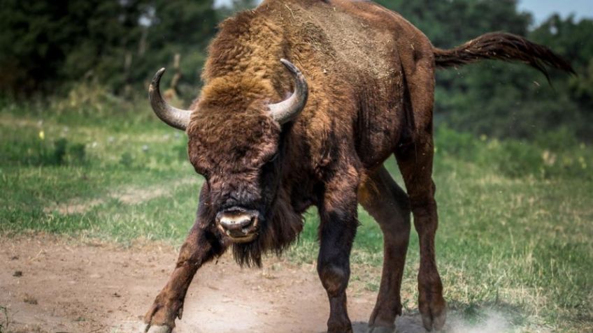 Un bisonte mata a su dueño, huye a la carretera y ataca a un policía, un vecino lo termina sacrificando