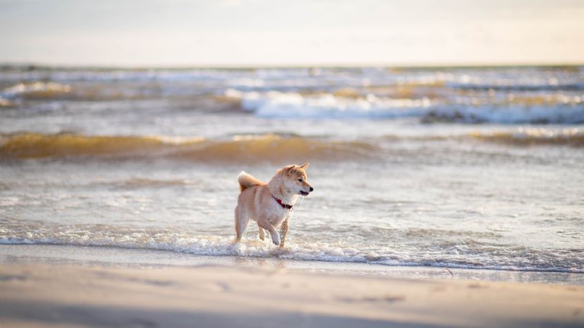 La playa donde cinco perros fallecieron misteriosamente tras dar un paseo; investigan posible envenenamiento