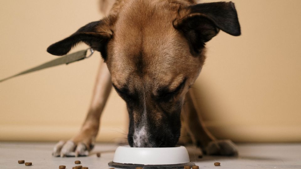 De esta forma tu perro también se verá más motivado a comer sus croquetas.