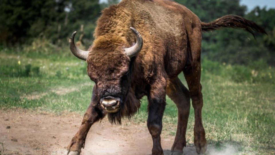 Un bisonte enojado en el campo.