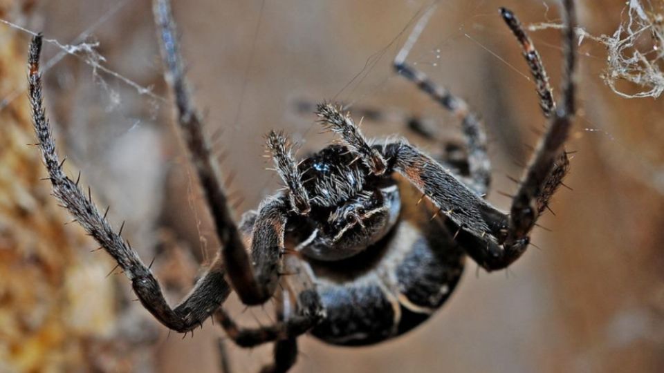 Una araña camina por el techo de una casa.