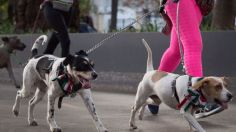 Perritos en Fuga: cómo participar y cuándo es la carrera de mascotas de la CDMX