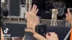 Perritos se vuelven virales en TikTok: uno demuestra su lealtad y otro es ovacionado en concierto