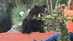 VIDEO: captan a oso deambulando por Facultad de Comunicación en Monterrey