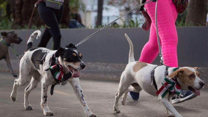 Perritos en Fuga: cómo participar y cuándo es la carrera de mascotas de la CDMX