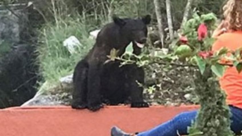 VIDEO: captan a oso deambulando por Facultad de Comunicación en Monterrey