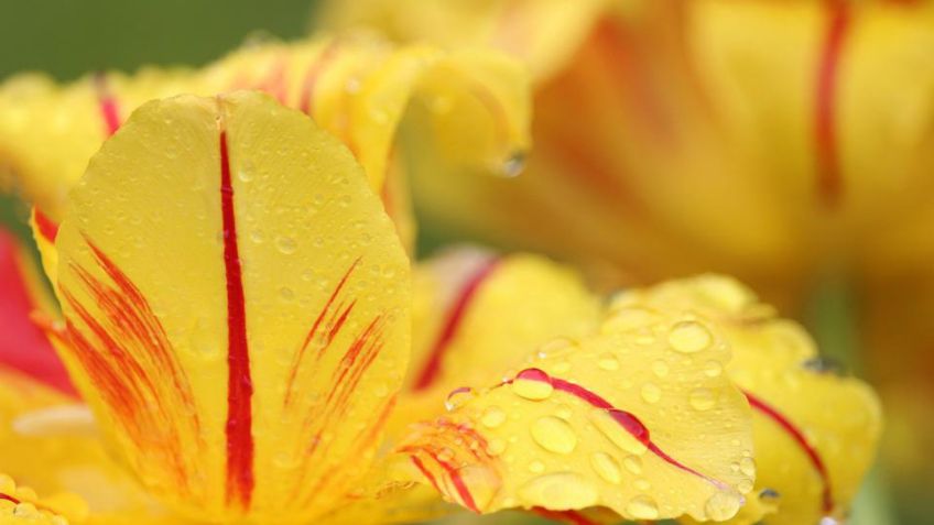 Grábatelas: 3 plantas con flores amarillas ideales para decorar jardines y balcones