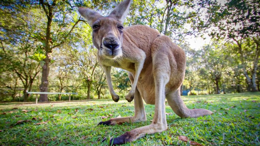 Canguro salvaje asesinó a su "amo", en Australia