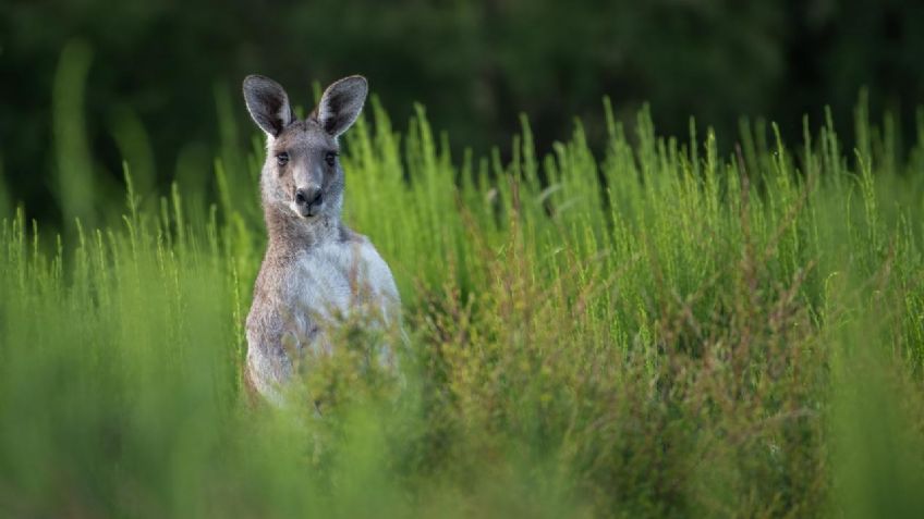 Pelea mortal: un canguro se lanzó a golpes contra un hombre que lo tenía como mascota