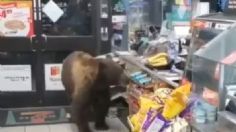 VIDEO | Un oso entró a “robar” chocolates a un 7-Eleven y se vuelve viral en redes