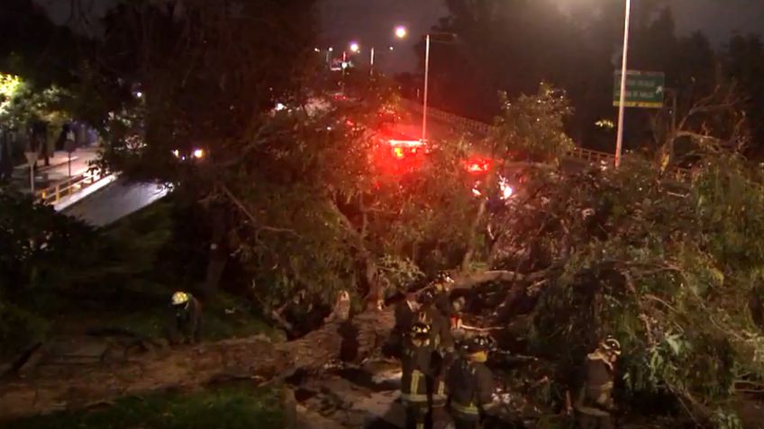 Un árbol de más de 15 metros de altura cayó sobre Río Churubusco y provocó el cierre de la circulación