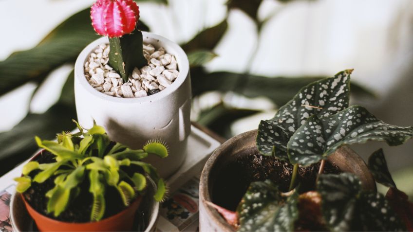 Estas son las 3 mini plantas ideales para decorar tu hogar