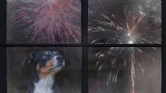 5 consejos para que tú y tu perrito no sufran con los fuegos artificiales en las Fiestas Patrias