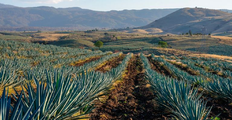 Agave tequilana